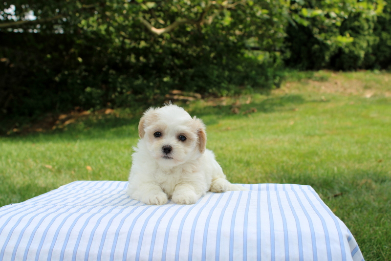 puppy, for, sale, Shi-Poo, Matthew B. Stoltzfus, dog, breeder, Gap, PA, dog-breeder, puppy-for-sale, forsale, nearby, find, puppyfind, locator, puppylocator, aca